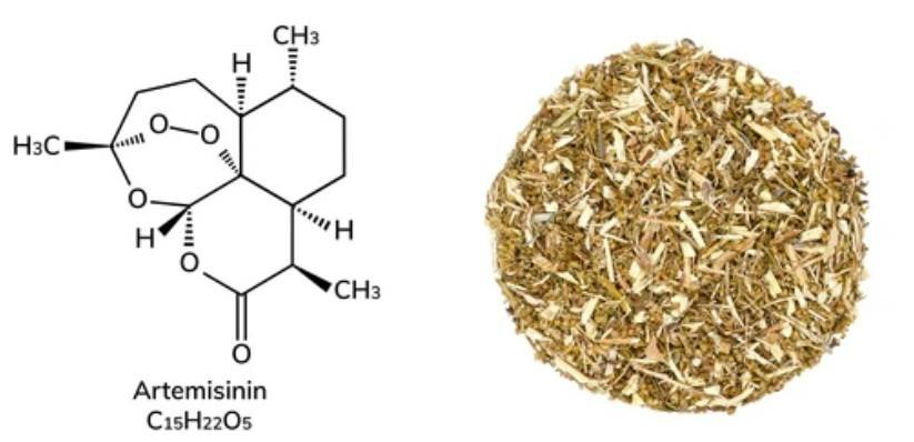 Scale Production of Artemisinin in Biomass Crops