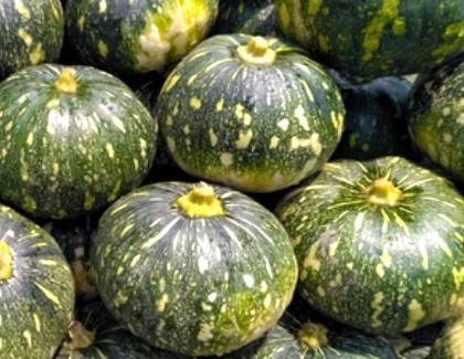 Cucurbita maxima Transformation