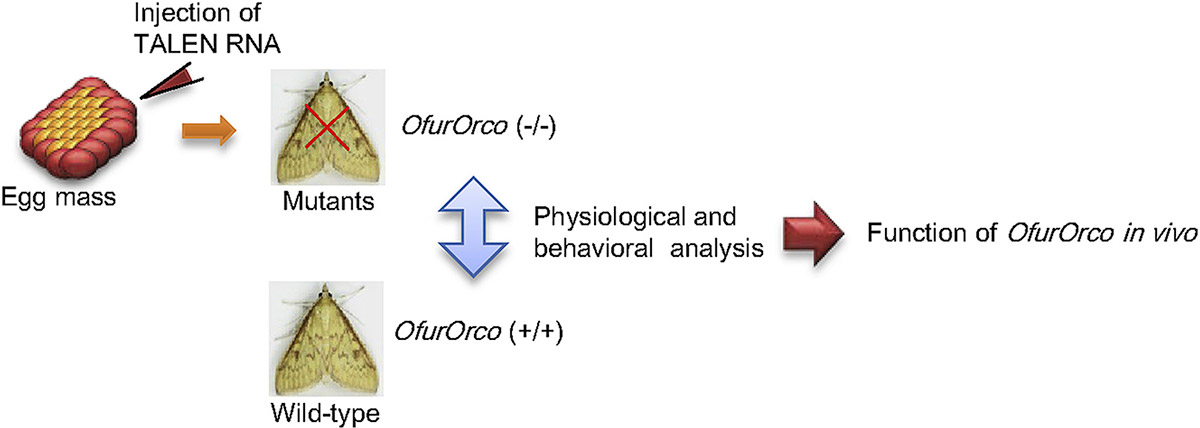 Ostrinia Furnacalis Gene Editing