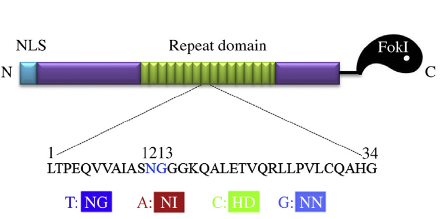 TALEN-Mediated DNA Insertion in Plants