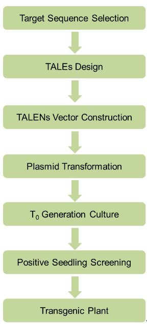 TALEN-Mediated DNA Insertion in Plants